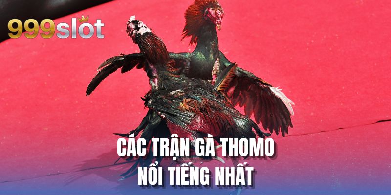 Các Trận Gà Thomo Nổi Tiếng Nhất Tại Thương Hiệu 999SLOT